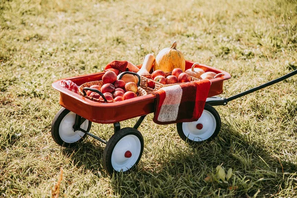 Cosecha de otoño calabazas y manzanas orgánicas. — Foto de Stock
