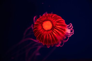 Su altında parlayan kırmızı denizanası. Japon deniz ısırganı derin sularda yüzüyor..