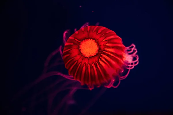 Świecąca czerwona meduza podwodny ocean. Japońskie pokrzywy morskie pływające w głębokiej wodzie. — Zdjęcie stockowe