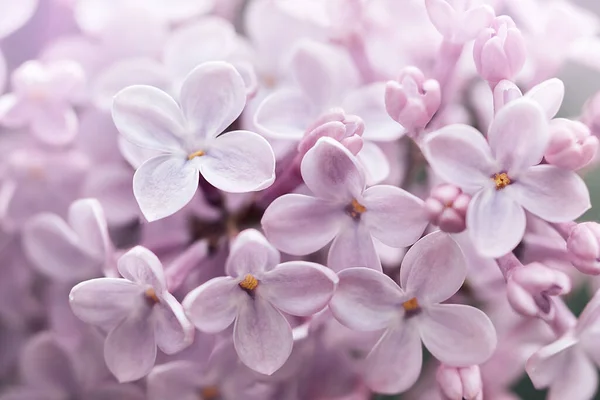 Lindas flores lilás. Flor de primavera. — Fotografia de Stock