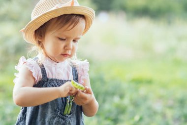 Bezelye kabuğu yiyen çocuk portresi. Bahçe yazında bezelye toplayan bir kız. Çocuk için Helthy yemek. Bahçıvan, bahçıvan, küçük çiftçi çocuk. Sebze toplayan sevimli kız.