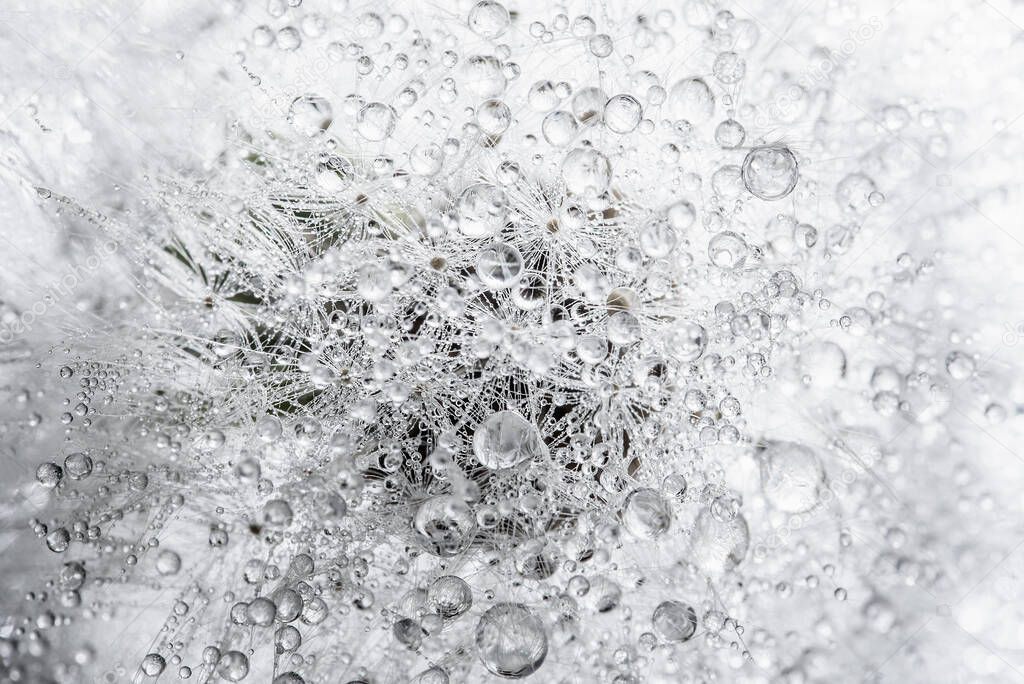 Beautiful dew drops on dandelion seed macro. soft background. Water drops on parachutes dandelion. Copy space. soft focus on water droplets. circular shape,