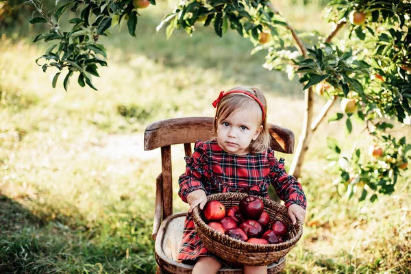 Дитина Збирає Яблука Фермі Восени Маленька Дівчинка Грає Яблуневому Саду — стокове фото