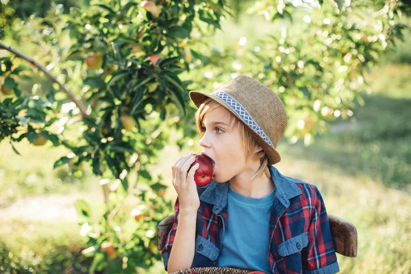 Ребенок Собирает Яблоки Ферме Осенью Здоровое Питание Ребёнок Ест Красное — стоковое фото