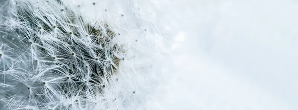 Beautiful Dew Drops Dandelion Seed Macro Soft Background Water Drops — Stock Photo, Image