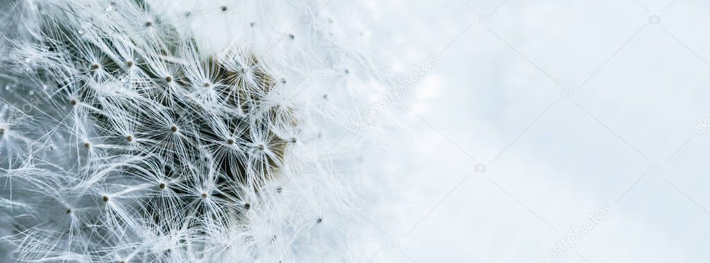 Beautiful dew drops on dandelion seed macro. soft background. Water drops on parachutes dandelion. Copy space. soft focus on water droplets. circular shape,