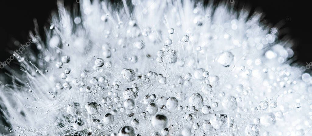 Beautiful dew drops on dandelion seed macro. soft background. Water drops on parachutes dandelion. Copy space. soft focus on water droplets. circular shape,