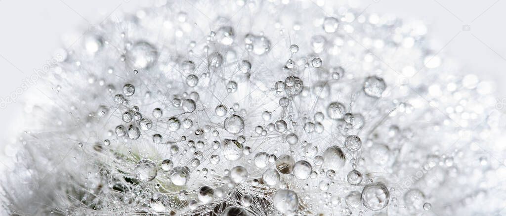 Beautiful dew drops on dandelion seed macro. soft background. Water drops on parachutes dandelion. Copy space. soft focus on water droplets. circular shape,