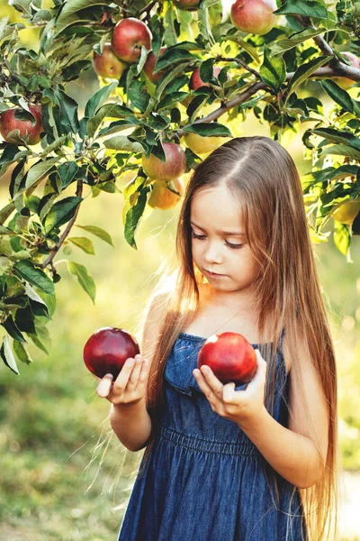 Kinder Pflücken Herbst Äpfel Auf Dem Bauernhof Kleines Mädchen Beim — Stockfoto