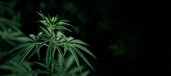 Imagem Perto Planta Maconha Folha Verde Cannabis Para Medicina Fundo — Fotografia de Stock