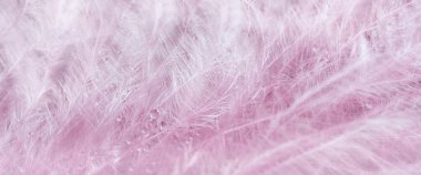 Transparent water droplets on pink feather on turquoise background, Dreamy elegant image of fragility and beauty of nature. Light airy natural Desktop background. Macrophotography. Selective focus.