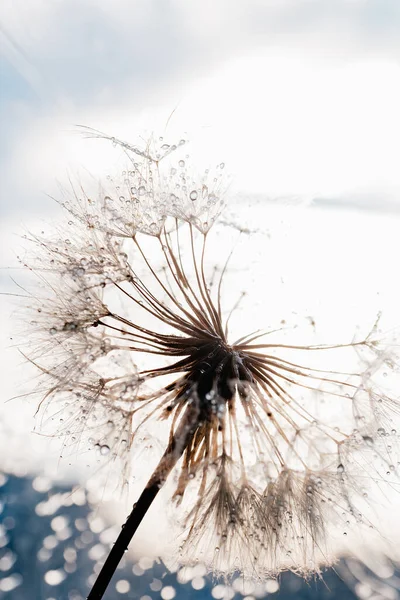 Dandelion Sunset Freedom Wish Seed Macro Closeup Goodbye Summer Hope — Stockfoto