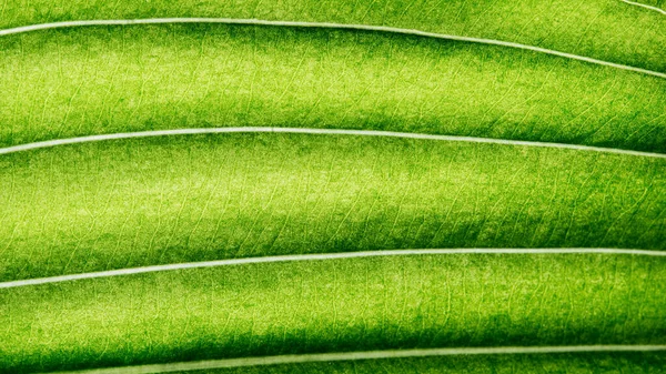 Extreme Close Texture Leaf Veins Backlight Fresh Green Leaf Morning — Stock Photo, Image