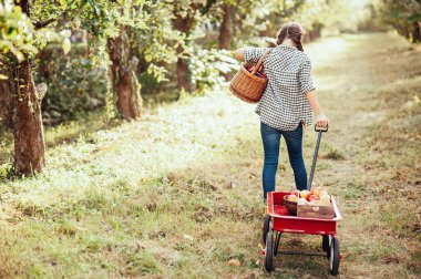 Apple Orchard'da Apple'lı kız. Güzel Kız Orchard Organik Elma Yeme. Hasat Konsepti. Bahçe, Bebek sonbahar hasat meyve yeme.