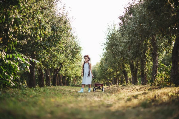 Gadis Dengan Apple Apple Orchard Gadis Cantik Memakan Apel Organik — Stok Foto