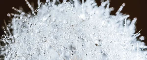 Schöne Tautropfen Auf Löwenzahn Makro Weicher Hintergrund Wassertropfen Auf Fallschirme — Stockfoto