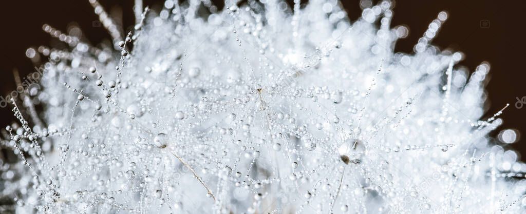 Beautiful dew drops on dandelion seed macro. soft background. Water drops on parachutes dandelion. Copy space. soft focus on water droplets. circular shape,