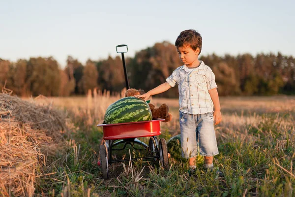 スイカを食べてる 日没時に畑で幸せな子供 赤いワゴンでフィールド上の熟したスイカ — ストック写真