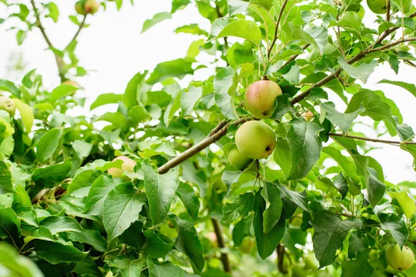 Bahçedeki Ağaçtaki Kırmızı Elmalar Elma Hasatı Orchard Daki Organik Meyveleri — Stok fotoğraf