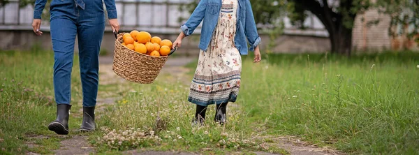 Girls Oranges Orange Orchard Beautiful Sisters Organic Orange Garden Harvest — Stockfoto