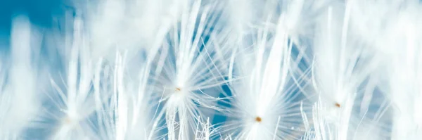 Makro Alam Dandelion Latar Belakang Langit Kebebasan Untuk Berharap Bunga — Stok Foto