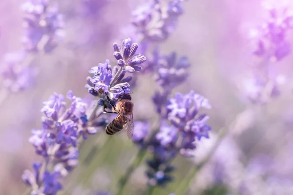 Madu Lebah Penyerbukan Bunga Lavender Tanaman Membusuk Dengan Serangga Latar — Stok Foto
