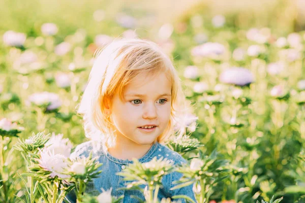 Çiçek tutan ve kasımpatı tarlasında gülümseyen güzel sarışın kızın portresini yakından çek. Çocuklar fantezisi. Gülümseyen kız mavi gözlü, açık tenli, mutlu ve huzurlu bir yüzü olan kız.