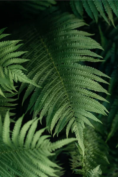 Green Fern Leaves Petals Background Vibrant Green Foliage Tropical Leaf — Stock Photo, Image