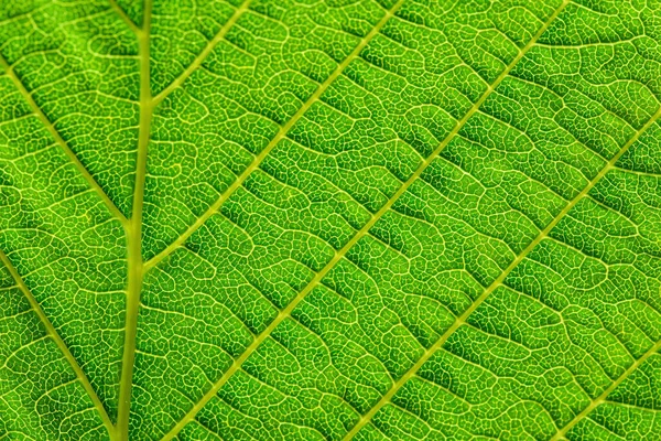 Texture Extrêmement Proche Des Nervures Foliaires Rétro Éclairage Vert Frais — Photo