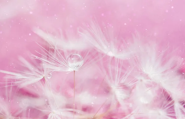 dandelion at pink background. Freedom to Wish. Seed macro closeup. Goodbye Summer. Hope and dreaming concept. Fragility. Springtime. soft focus on water droplets. Macro nature. Beautiful dew drops