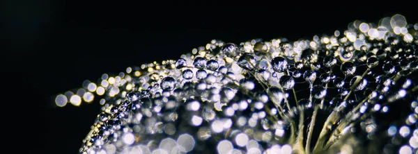Beautiful Dew Drops Dandelion Seed Macro Macro Soft Dark Background — Stok Foto