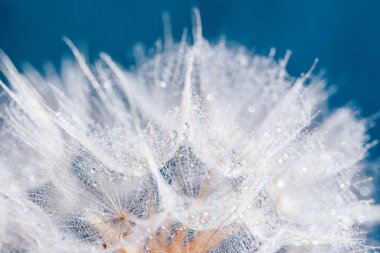 Mavi arka planda karahindiba. Dilek Özgürlüğü. Tohum makrosu yakın plan. Hoşça kal Summer. Umut ve rüya kavramı. Kırılganlık. İlkbahar. Su damlacıklarına odaklanın. Makro doğa. Güzel çiy damlaları