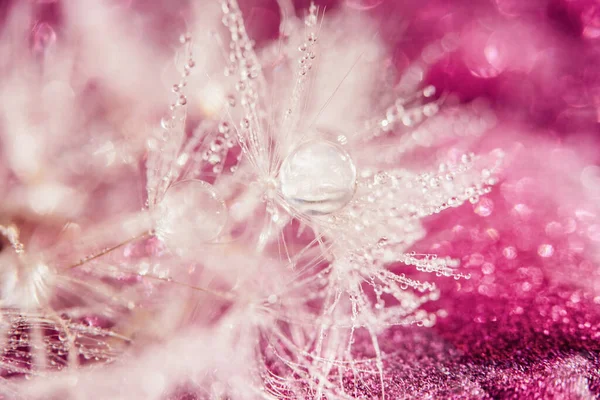 dandelion at pink background. Freedom to Wish. Seed macro closeup. Goodbye Summer. Hope and dreaming concept. Fragility. Springtime. soft focus on water droplets. Macro nature. Beautiful dew drops