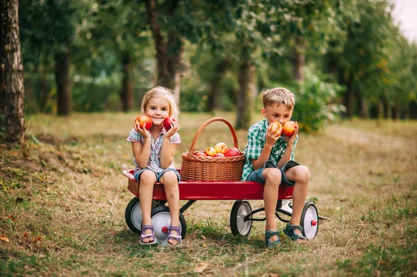 Урожай Яблук Збирання Фермі Восени Чарівні Маленькі Двоє Дітей Дівчинка — стокове фото