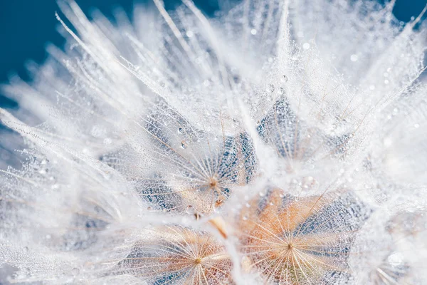 Dandelion Latar Belakang Biru Kebebasan Untuk Berharap Benih Macro Closeup — Stok Foto