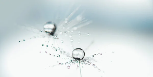 Beautiful Dew Drops Dandelion Seed Macro Soft Background Water Drops — Stok Foto