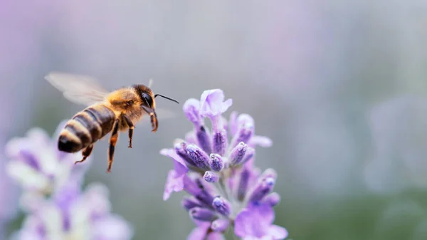 Madu Lebah Penyerbukan Bunga Lavender Tanaman Membusuk Dengan Serangga Latar — Stok Foto