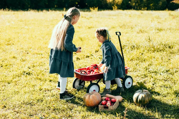 秋は有機カボチャとリンゴを収穫します 寒い秋の日にカボチャのパッチ上の幸せな妹の女の子 ハロウィンや感謝祭や赤いワゴンのためのカボチャの多くと カボチャ畑の子供たち — ストック写真