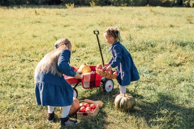 Sonbahar hasadı organik balkabakları ve elmalar. Soğuk sonbahar gününde balkabağı tarlasında mutlu küçük kız kardeş Cadılar Bayramı 'nda ya da Şükran Günü' nde ya da kırmızı vagonda bir sürü balkabağı olacak. Balkabağı tarlasında çocuklar.