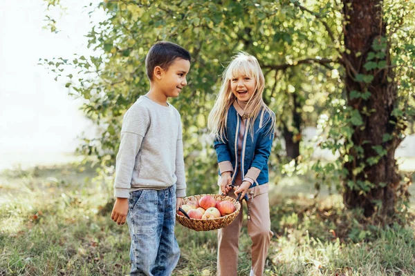 Children Apple Orchard Harvest Concept Garden Boy Blonde Girl Eating — Stock Fotó