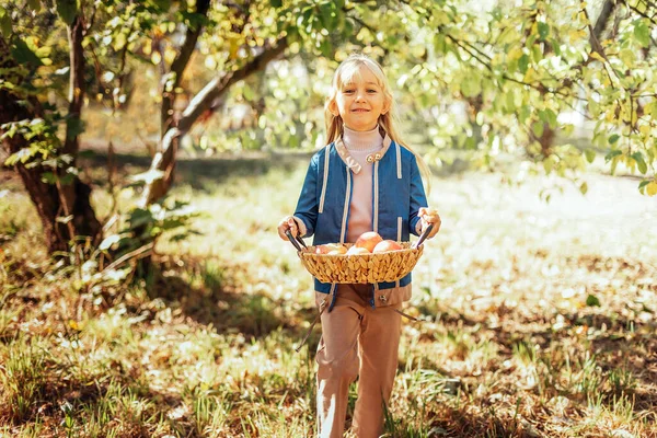 Potret Gadis Makan Apel Organik Merah Outdoor Konsep Panen Anak — Stok Foto