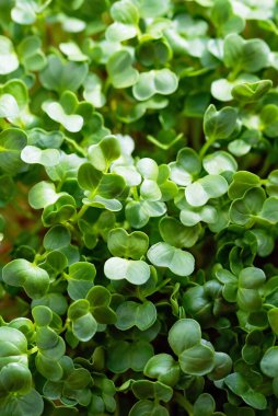 mikroyeşil bitki örtüsü. 6 günlük turpun yakın çekimi. Evde tohum yetiştirme. Vejetaryen ve sağlıklı beslenme konsepti. Yüksek kaliteli organik bitki tohumundan filizlenmiş turp..