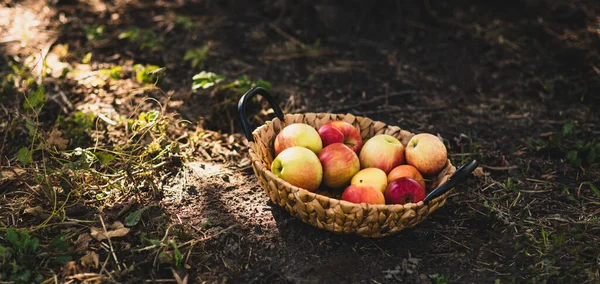 Elma Hasatı Olgun Kırmızı Elmalar Armutlar Çimlerin Üzerinde Sepet Içinde — Stok fotoğraf
