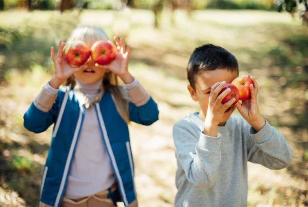 Almás Gyerekek Apple Orchard Ban Aratási Koncepció Kert Fiú Lány — Stock Fotó