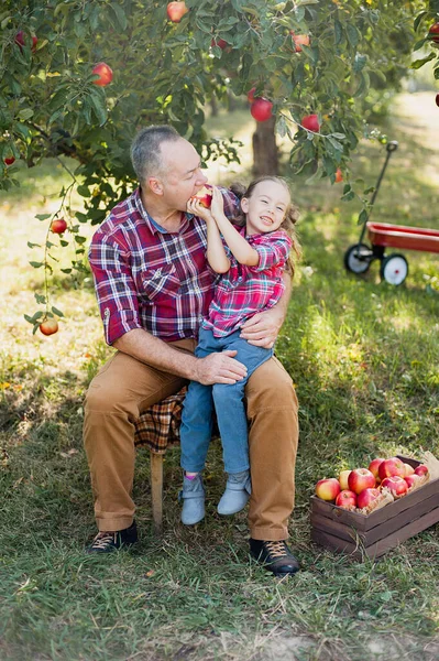 과수원에서 애플과 손녀와 할아버지 과수원에서 유기농 사과를 아름다운 수확에 과일을 — 스톡 사진