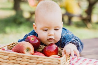 Meyve Bahçesinde Elmalı Çocuk. Hasat Konsepti. Bahçe, bebek sonbahar hasadında meyve yiyor. Elma toplama.