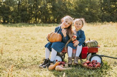 Sonbahar hasadı organik balkabakları ve elmalar. Soğuk sonbahar gününde balkabağı tarlasında mutlu küçük kız kardeş Cadılar Bayramı 'nda ya da Şükran Günü' nde ya da kırmızı vagonda bir sürü balkabağı olacak. Balkabağı tarlasında çocuklar.