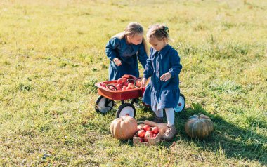 Sonbahar hasadı organik balkabakları ve elmalar. Soğuk sonbahar gününde balkabağı tarlasında mutlu küçük kız kardeş Cadılar Bayramı 'nda ya da Şükran Günü' nde ya da kırmızı vagonda bir sürü balkabağı olacak. Balkabağı tarlasında çocuklar.