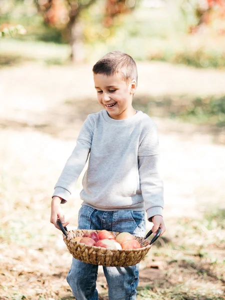 赤い有機リンゴの屋外で食べる少年の肖像画 収穫の概念 秋に農場でリンゴを摘む子供 子供と生態学 健康的な栄養 庭料理 — ストック写真