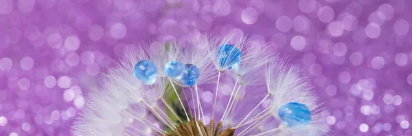 Beautiful dew drops on dandelion seed macro. Beautiful soft violet background. Water drops on parachutes dandelion. Copy space. soft focus on water droplets. abstract background. Macro nature